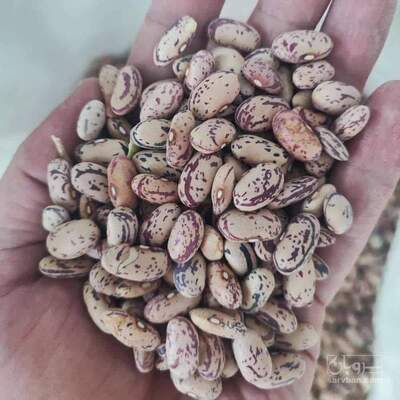 فروش لوبیا چیتی