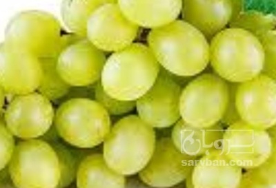 فروش انگور