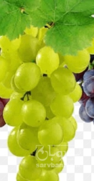 فروش انگور