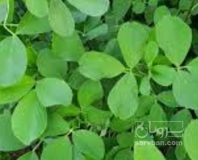فروش یونجه