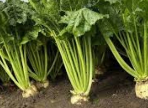 فروش چغندر قند