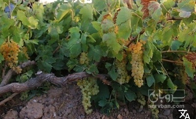 فروش انگور