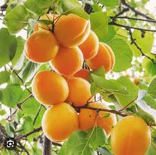 فروش زردآلو