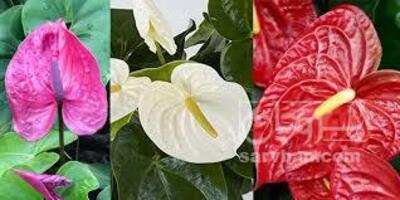 فروش گل آنتوریوم