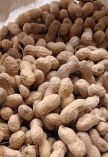 فروش بادام زمینی