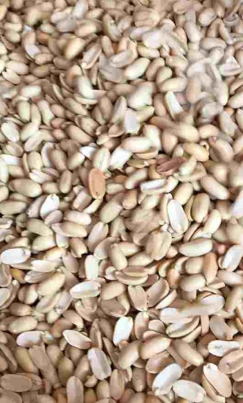 فروش بادام زمینی کره گیری