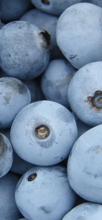 فروش بلوبری