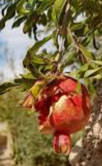 فروش انار توری