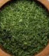 فروش شوید خشک (گیاه‌ دارویی)