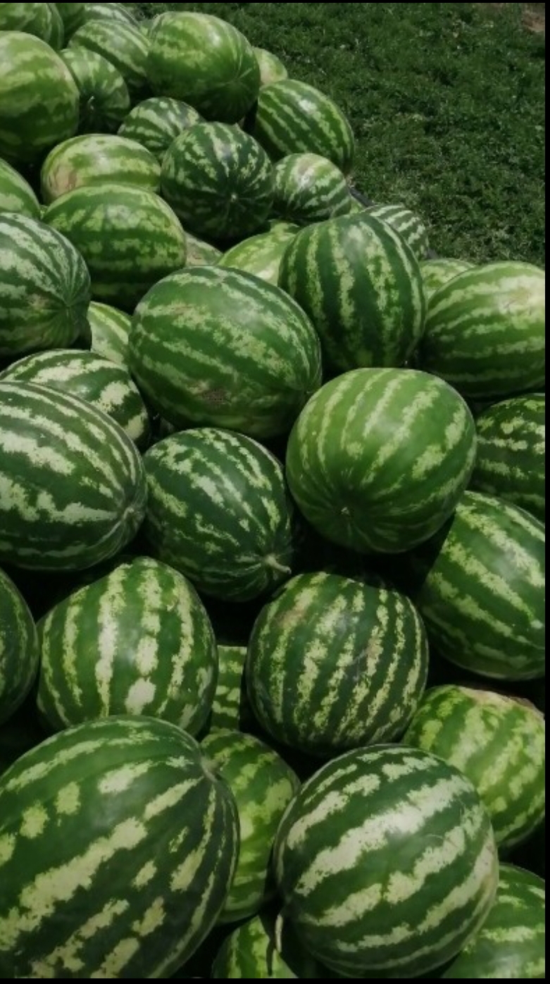 فروش هندوانه گردخطی