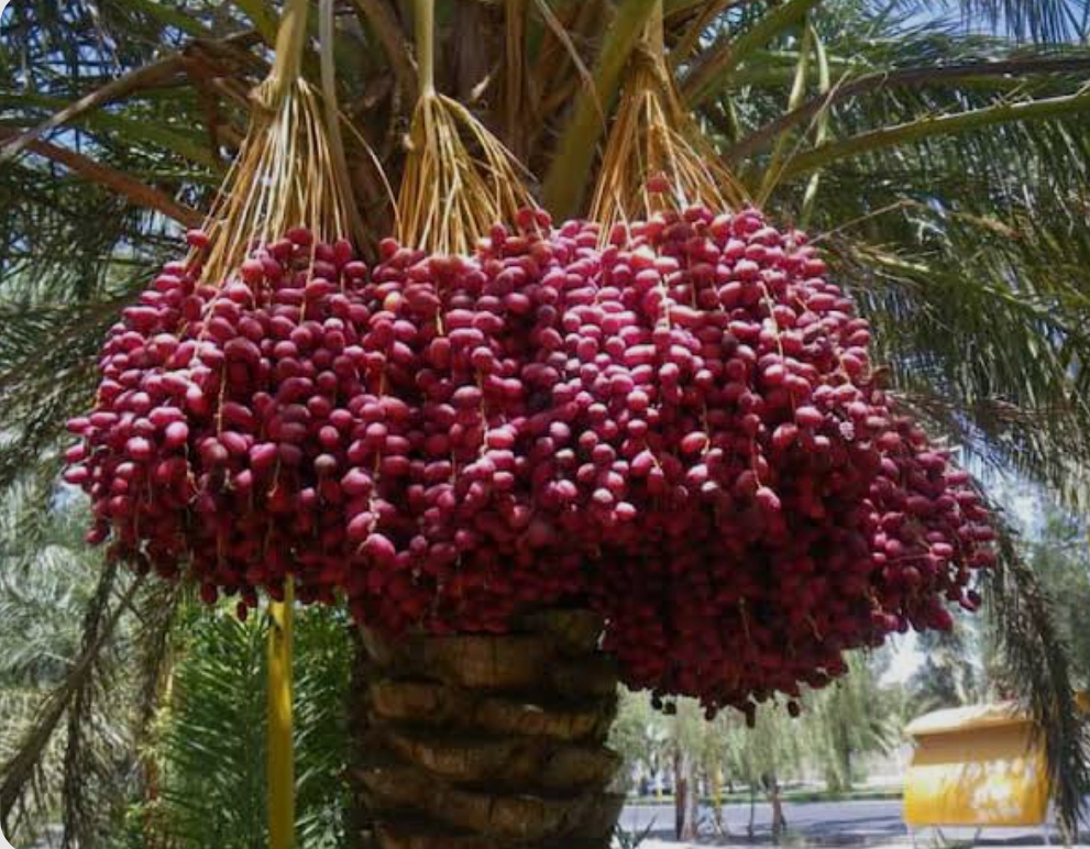 فروش خرماپیارم درجه 2