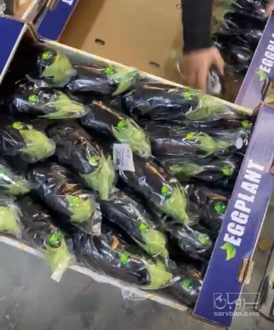 فروش بادمجان