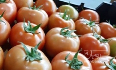 فروش گوجه فرنگی 4129