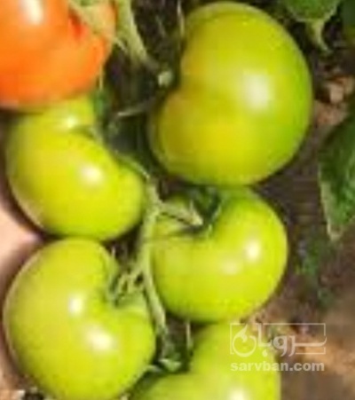 فروش گوجه فرنگی 3725