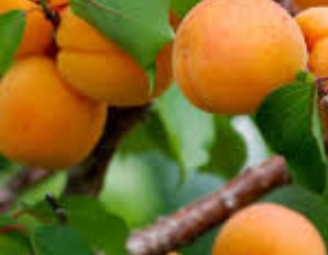 فروش زردآلو