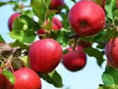 فروش سیب قرمز