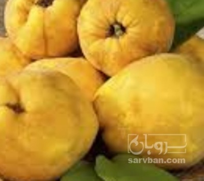 فروش به میوه