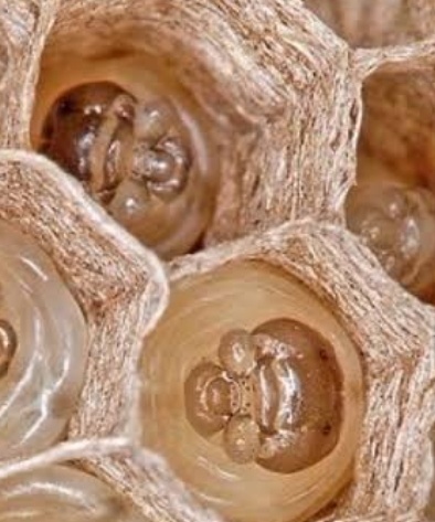 فروش ژل رویال