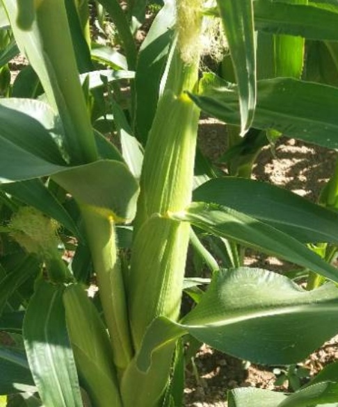 فروش ذرت مکزیکی