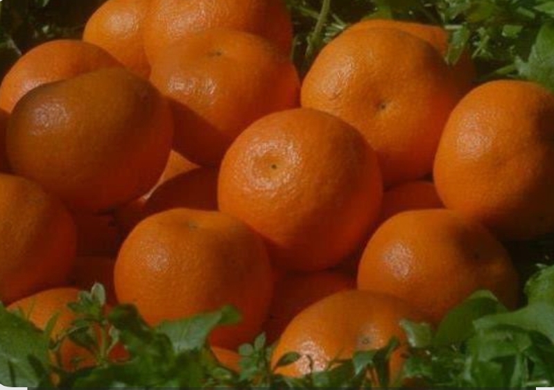 فروش پرتقال تامسون