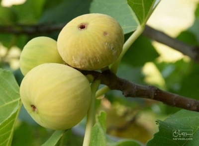 فروش انجیر