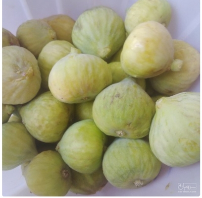 فروش انجیر