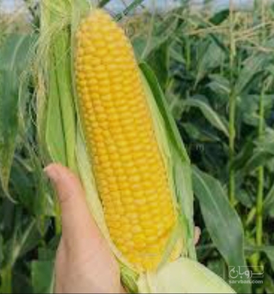 فروش ذرت دانه ای