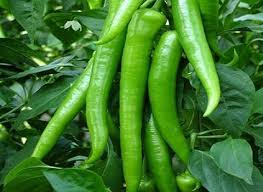 فروش فلفل سوزنی