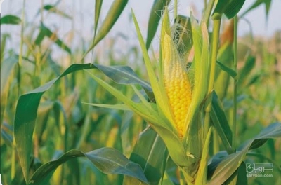 فروش ذرت دانه ای