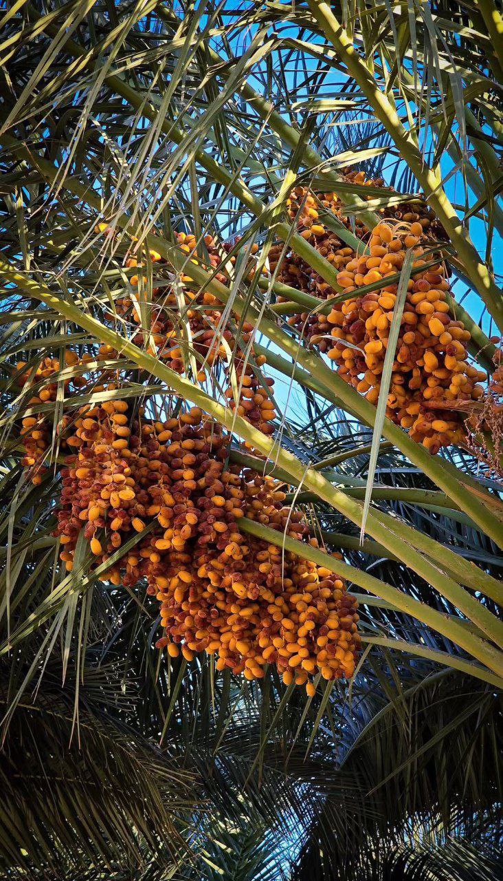 فروش خرماموسایی