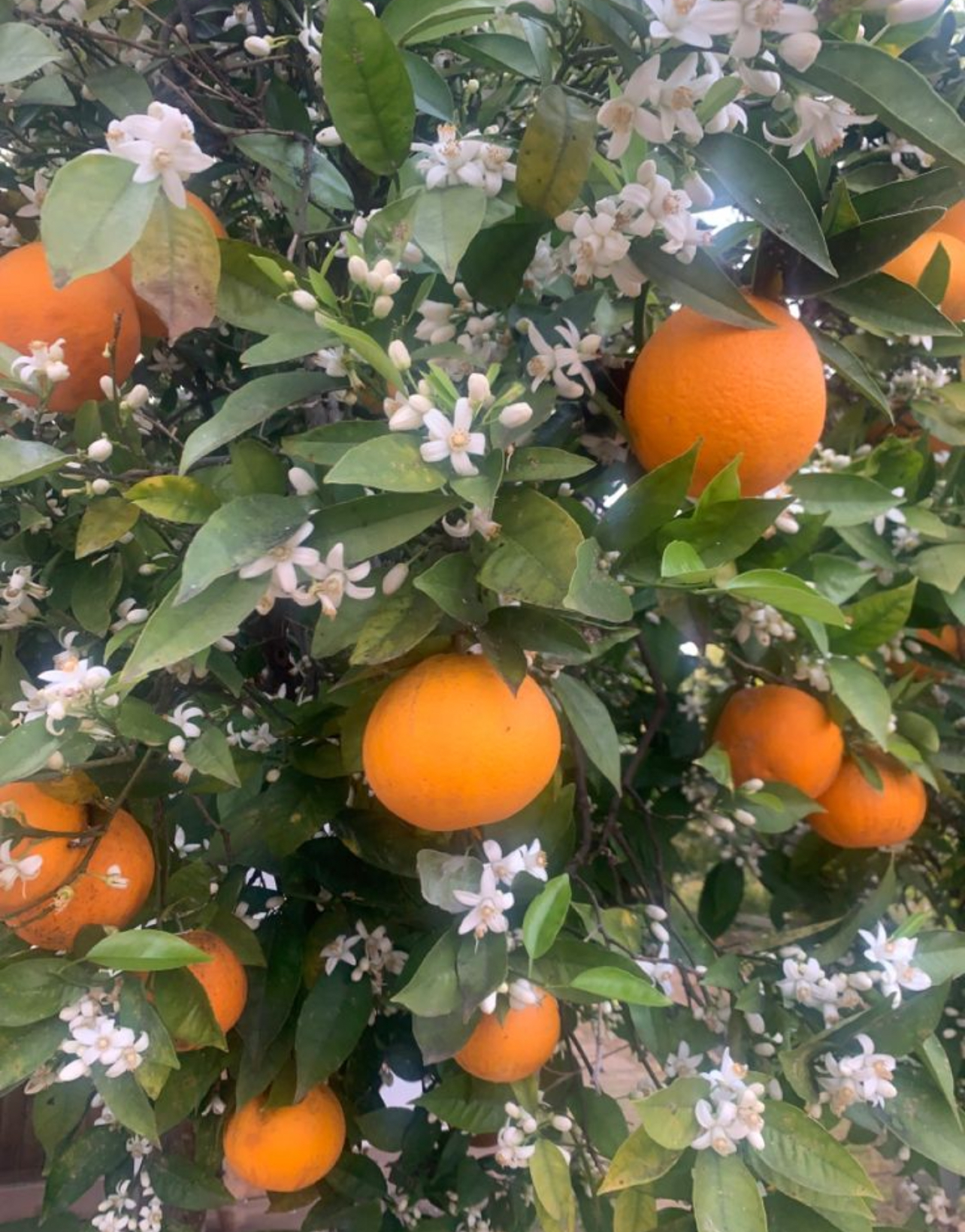 فروش پرتقال تامسون