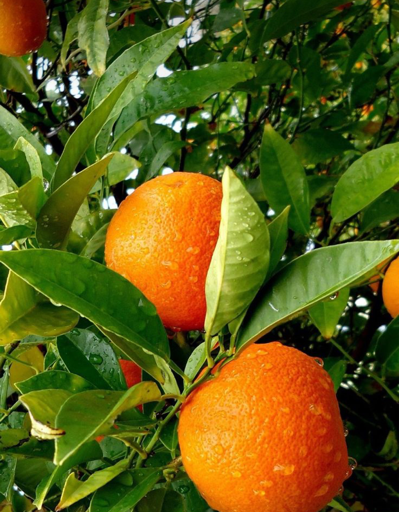 فروش پرتقال کاراکارا