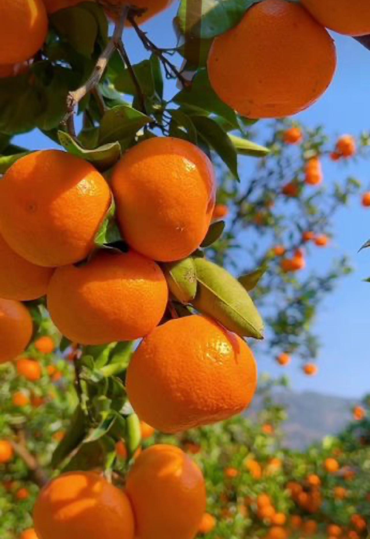 فروش نارنگی پیچ