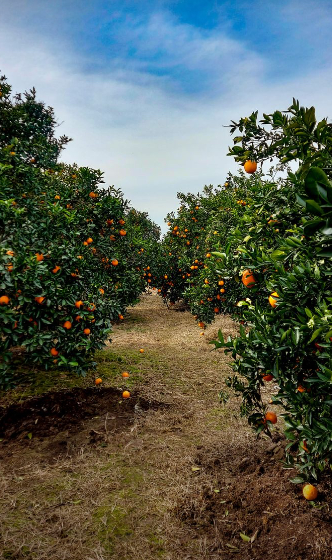 فروش پرتقال تامسون