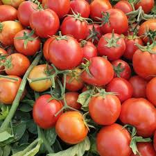 فروش گوجه فرنگی