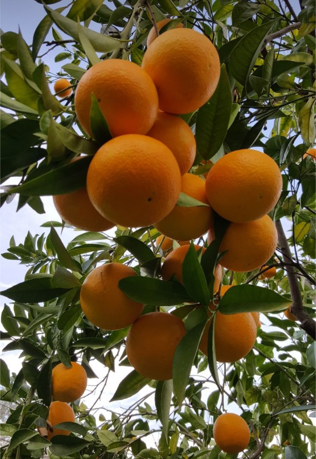 فروش پرتقال تامسون