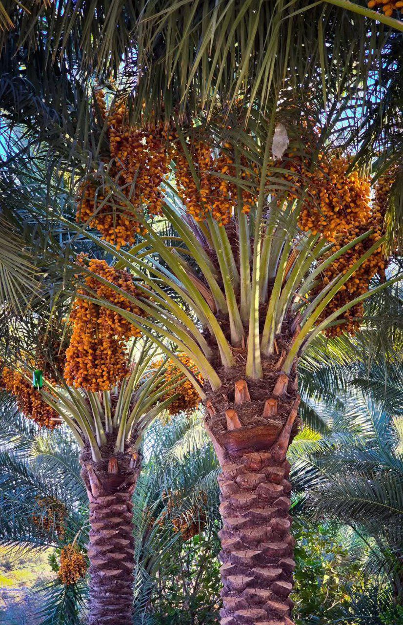 فروش خرما شاهانی