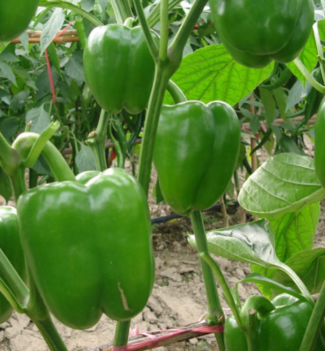 فروش فلفل دلمه ای