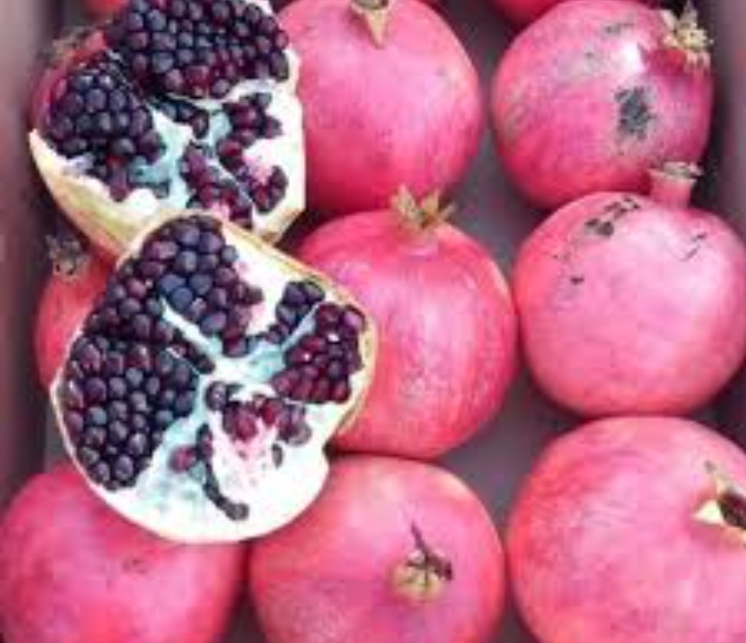 فروش انارصادراتی