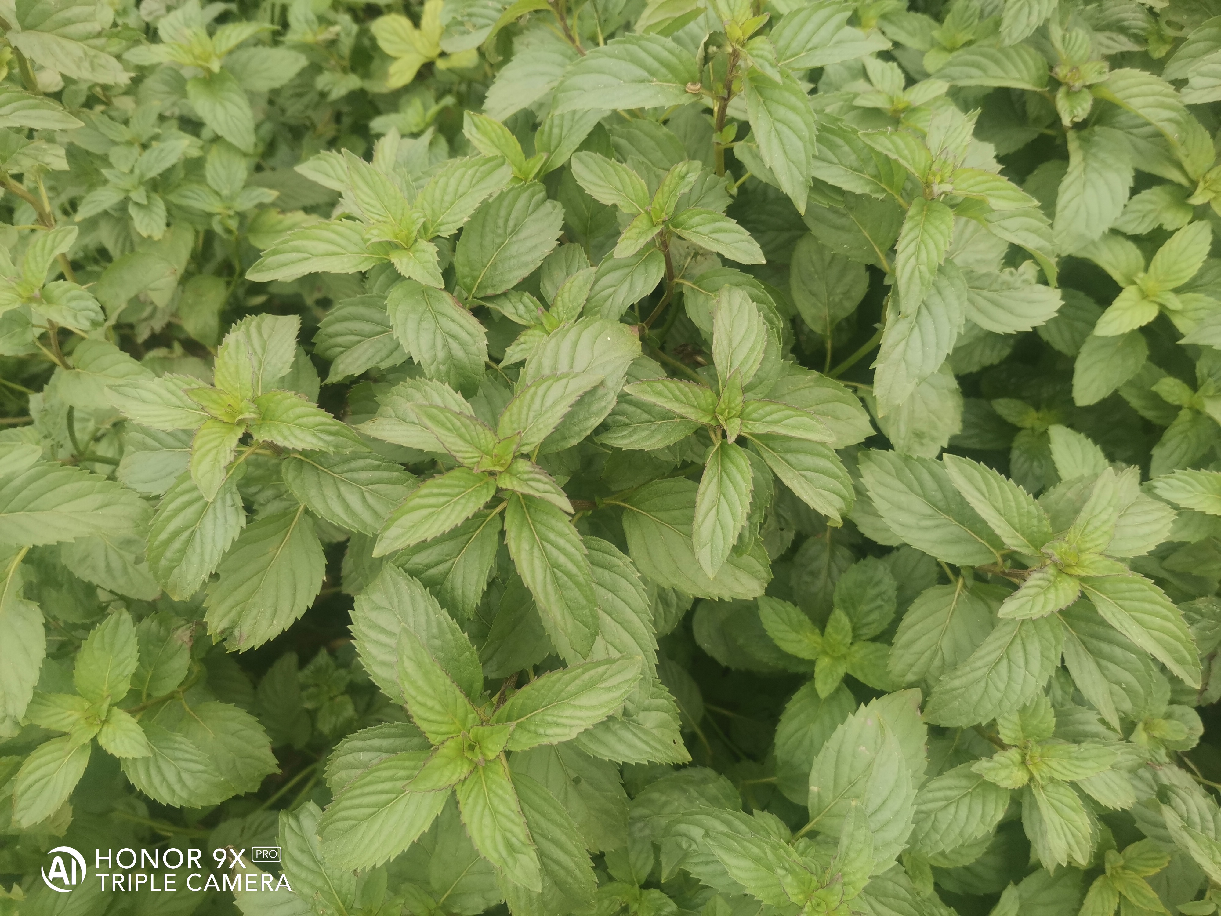 فروش نعناع تازه