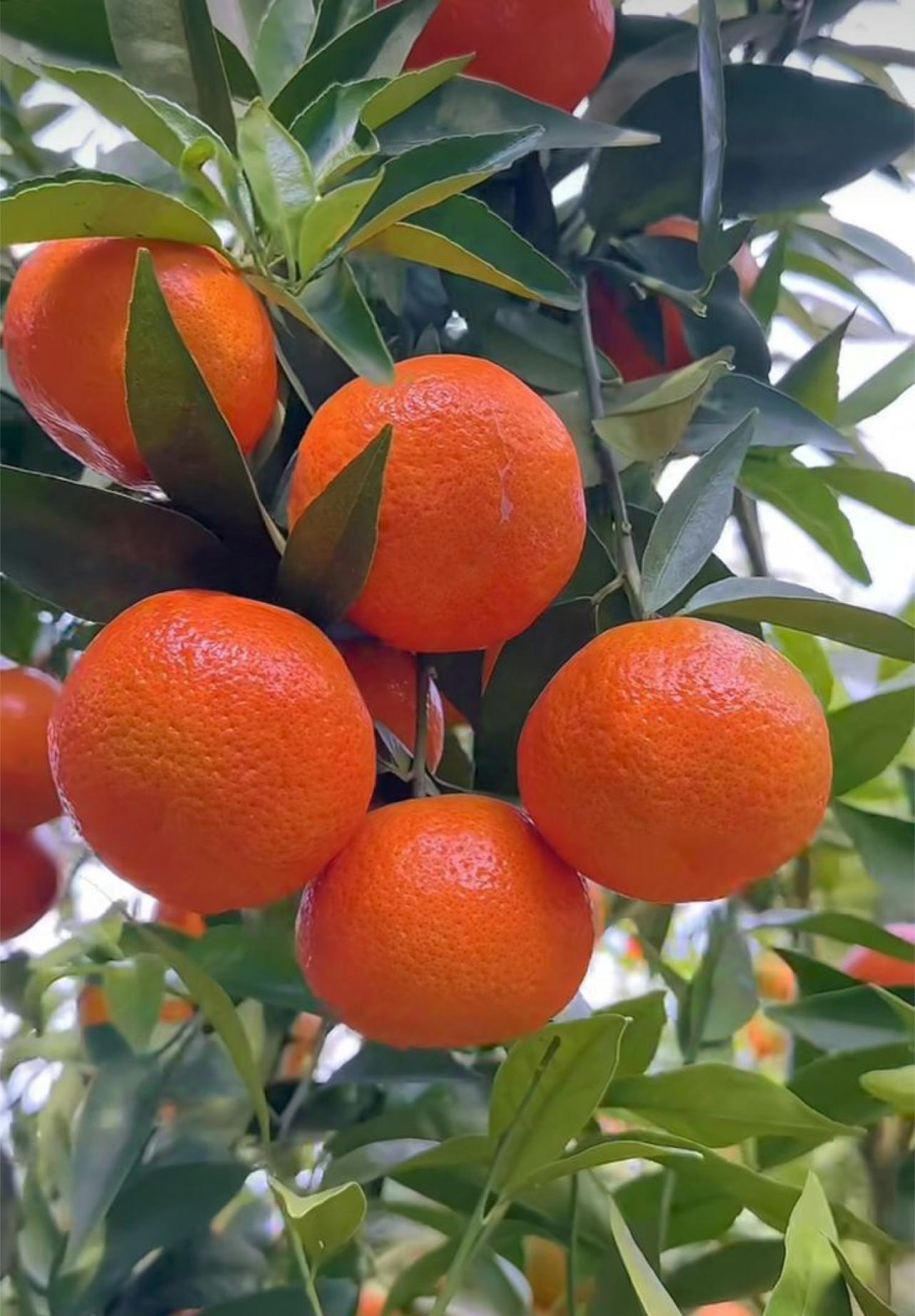 فروش پرتقال خونی