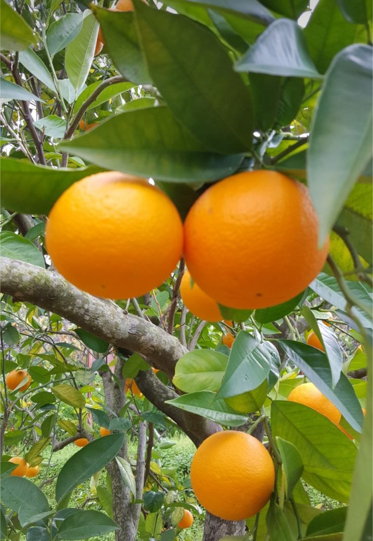 فروش پرتقال والنسیا