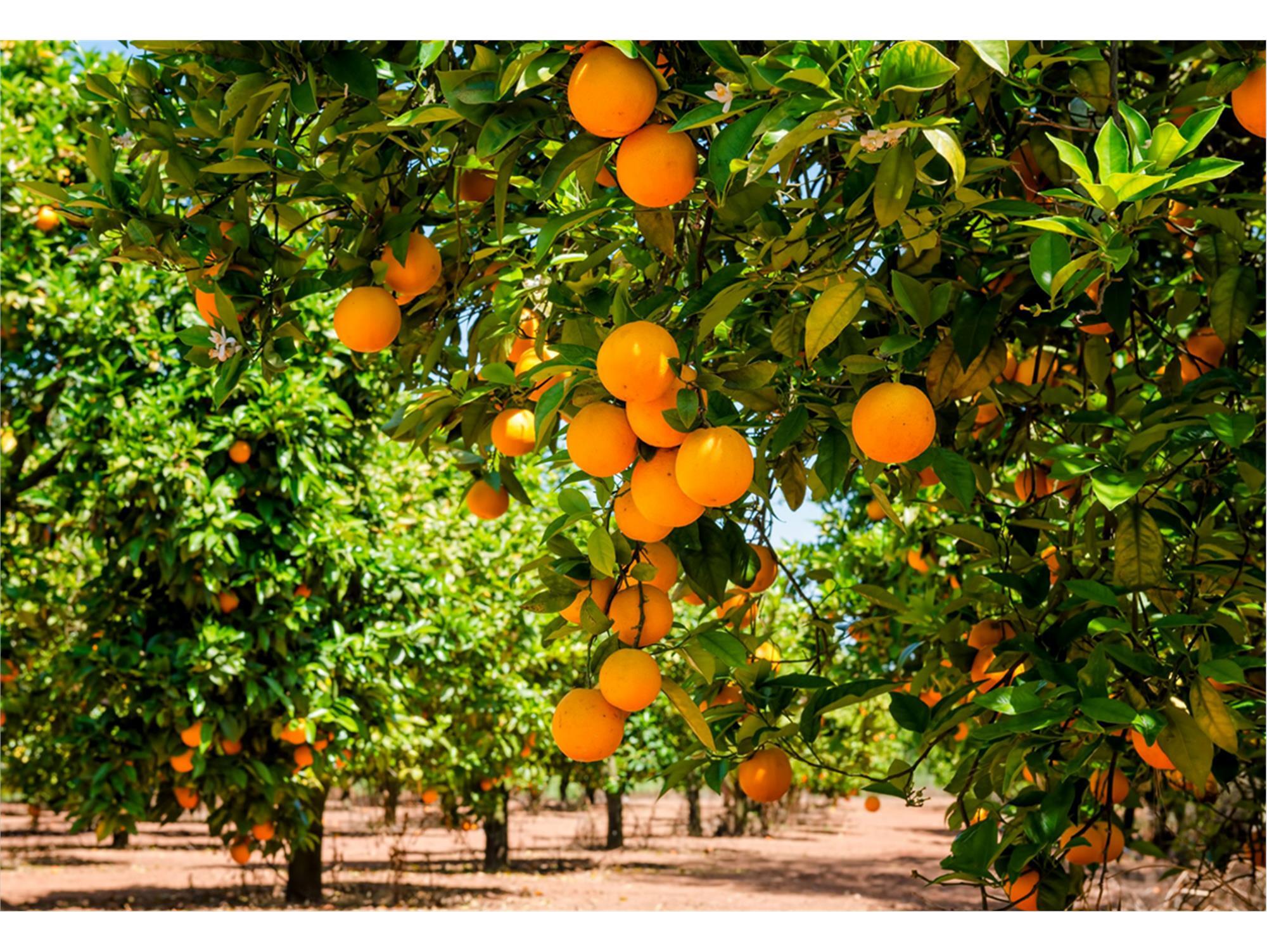 فروش پرتقال تامسون