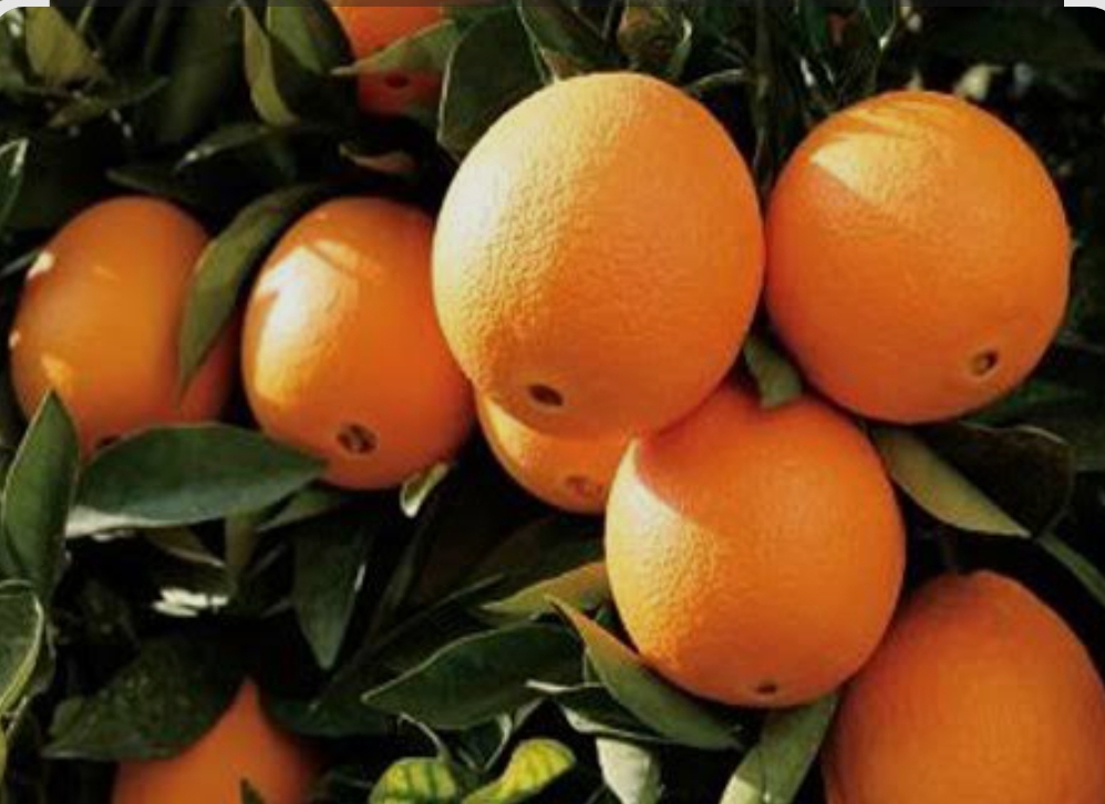 فروش پرتقال