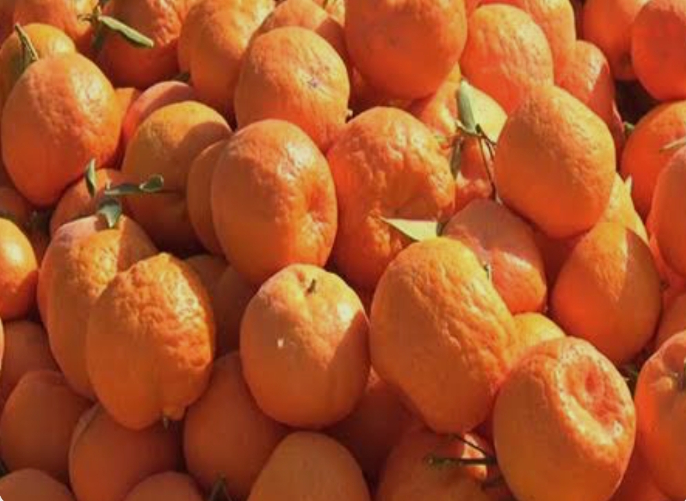 فروش نارنگی