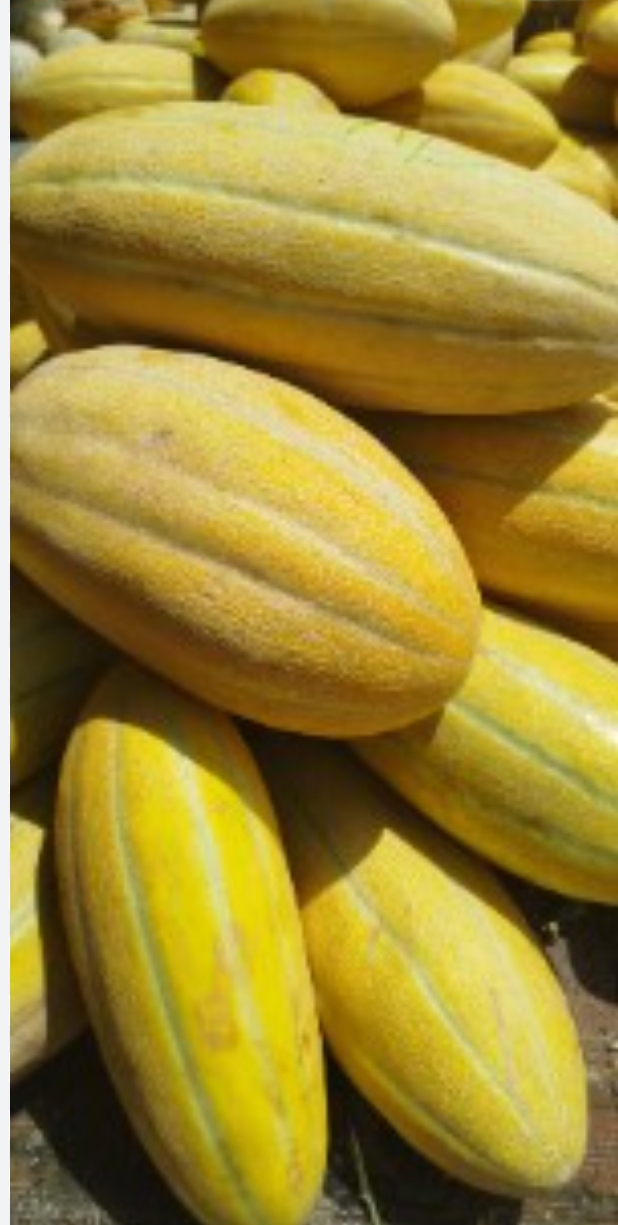 فروش خربزه مشهدی