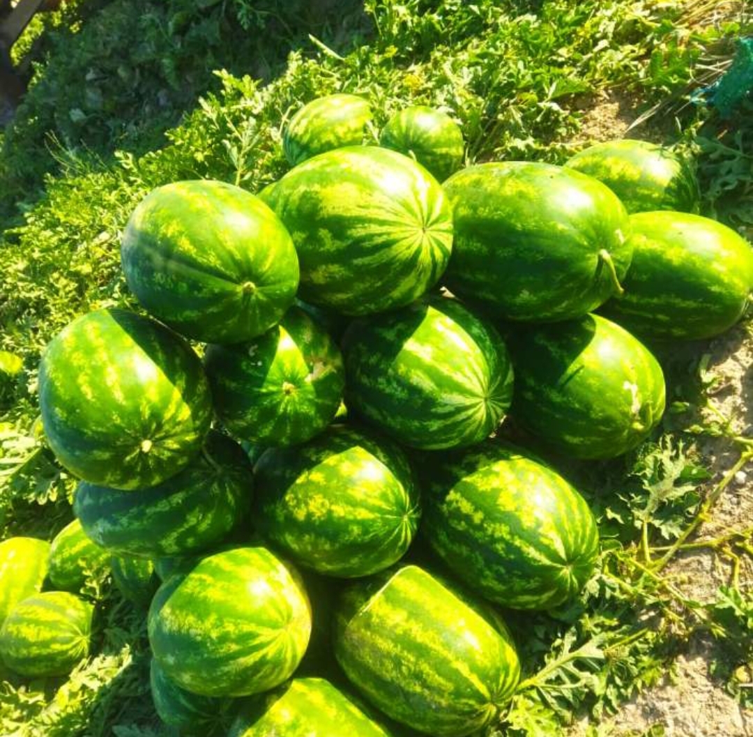 فروش هندوانه بیضی خطی