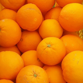 فروش پرتقال تامسون