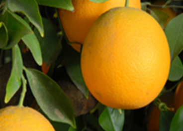 فروش پرتقال والنسیا