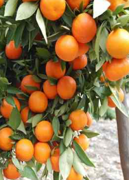 فروش نارنگی انشو